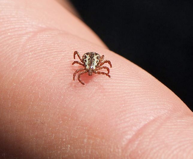 Tick On Person's Finger